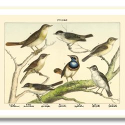 Nature poster 50x70cm in frame