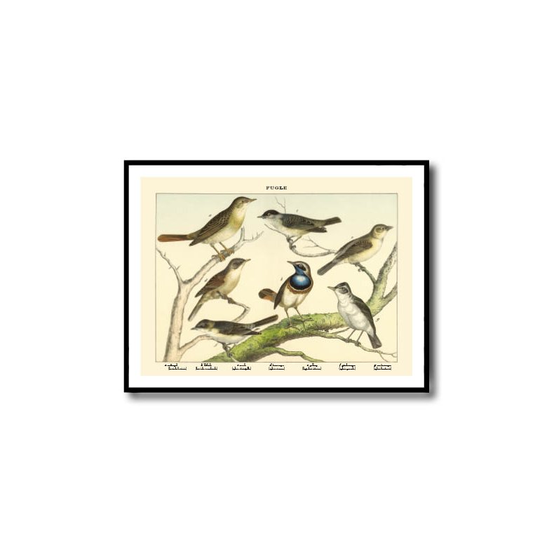Natur plakat 50x70cm i ramme