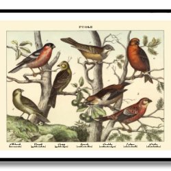 Nature poster 50x70cm in frame