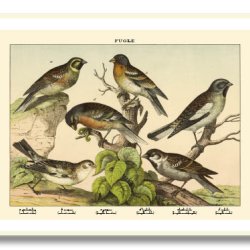 Nature poster 50x70cm in frame