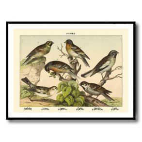 Nature poster 50x70cm in frame