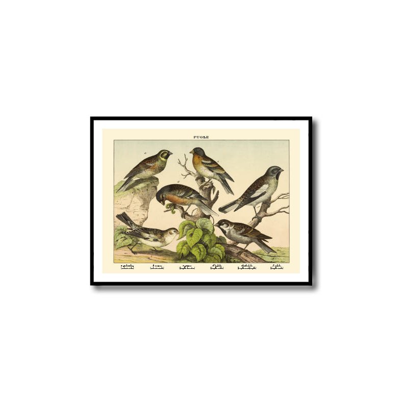 Nature poster 50x70cm in frame