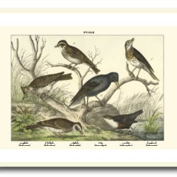 Nature poster 50x70cm in frame