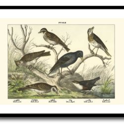 Nature poster 50x70cm in frame