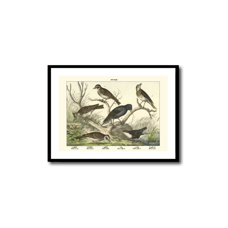Natur plakat 50x70cm i ramme