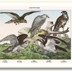 Nature poster 50x70cm in frame