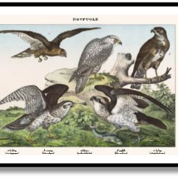 Nature poster 50x70cm in frame