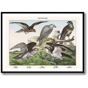 Nature poster 50x70cm in frame