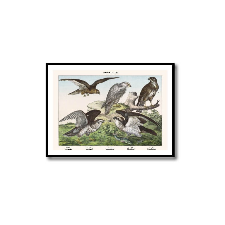 Natur plakat 50x70cm i ramme
