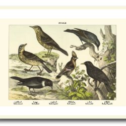 Nature poster 50x70cm in frame