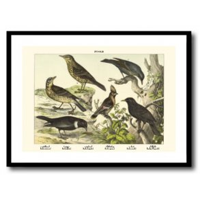 Nature poster 50x70cm in frame