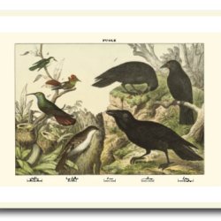 Nature poster 50x70cm in frame