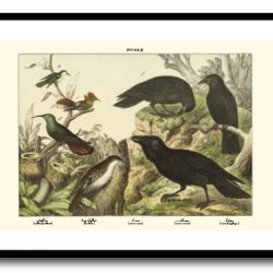 Nature poster 50x70cm in frame