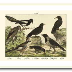 Nature poster 50x70cm in frame