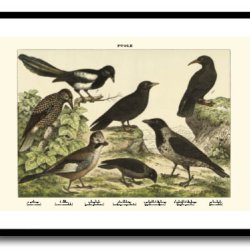 Nature poster 50x70cm in frame