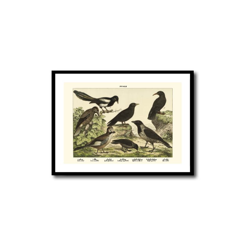 Nature poster 50x70cm in frame