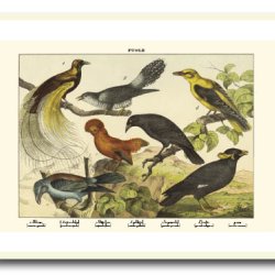 Nature poster 50x70cm in frame