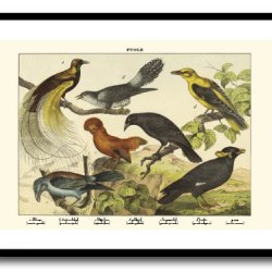 Nature poster 50x70cm in frame