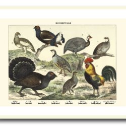 Natur plakat 50x70cm i ramme