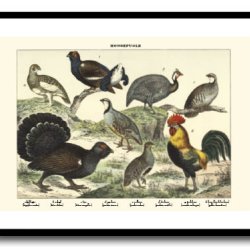 Natur plakat 50x70cm i ramme