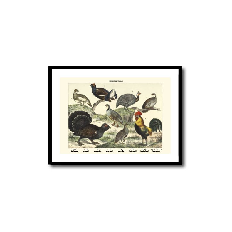 Nature poster 50x70cm in frame