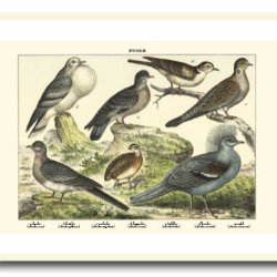 Nature poster 50x70cm in frame