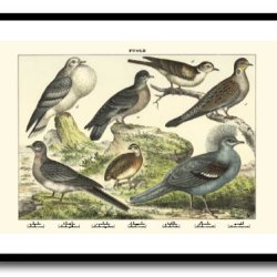 Nature poster 50x70cm in frame