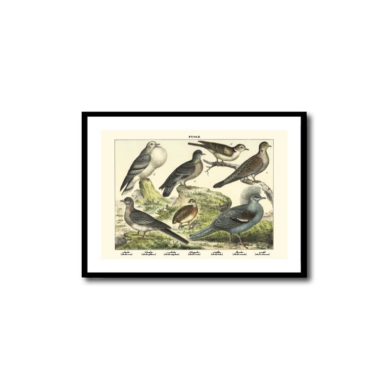 Nature poster 50x70cm in frame