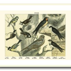 Nature poster 50x70cm in frame