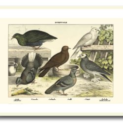 Nature poster 50x70cm in frame