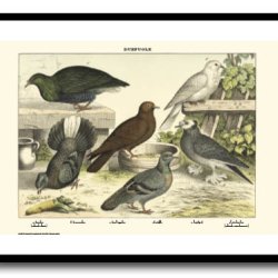 Nature poster 50x70cm in frame