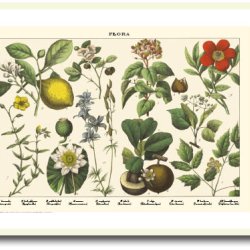 Natur plakat 50x70cm i ramme