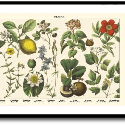 Natur plakat 50x70cm i ramme