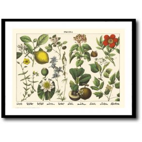 Natur plakat 50x70cm i ramme