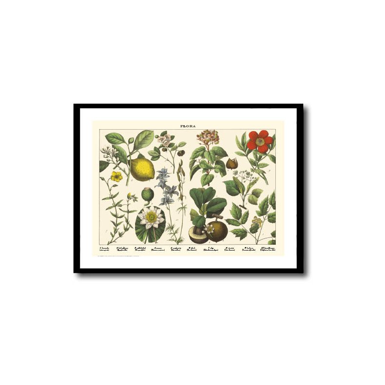 Nature poster 50x70cm in frame
