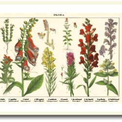 Nature poster 50x70cm in frame