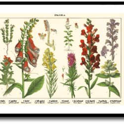 Nature poster 50x70cm in frame