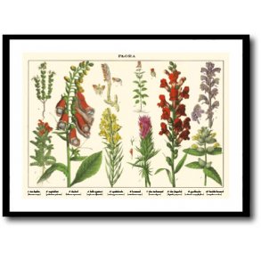 Nature poster 50x70cm in frame