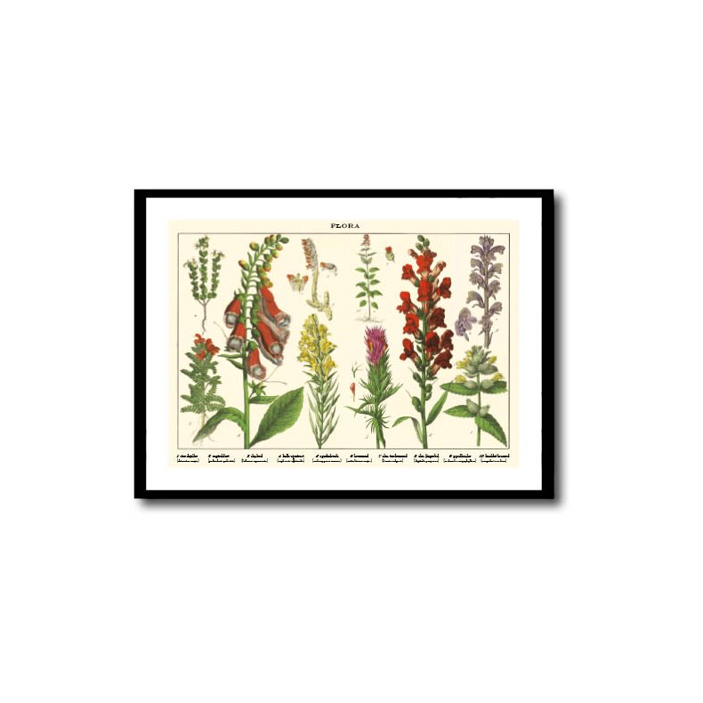 Nature poster 50x70cm in frame
