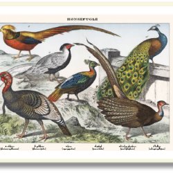 Nature poster 50x70cm in frame