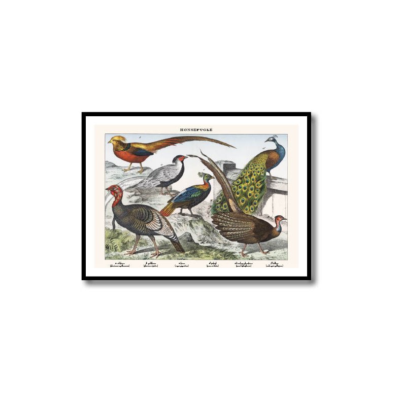 Nature poster 50x70cm in frame