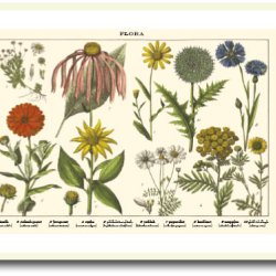 Nature poster 50x70cm in frame