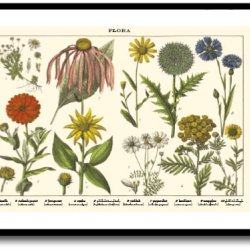 Nature poster 50x70cm in frame