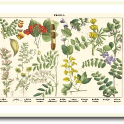 Natur plakat 50x70cm i ramme