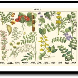 Natur plakat 50x70cm i ramme