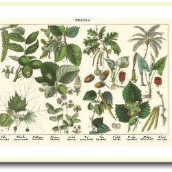 Natur plakat 50x70cm i ramme