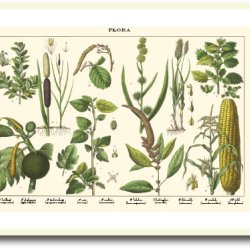 Nature poster 50x70cm in frame