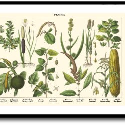 Nature poster 50x70cm in frame