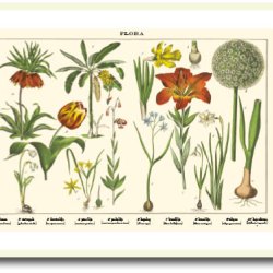 Natur plakat 50x70cm i ramme