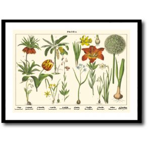 Nature poster 50x70cm in frame